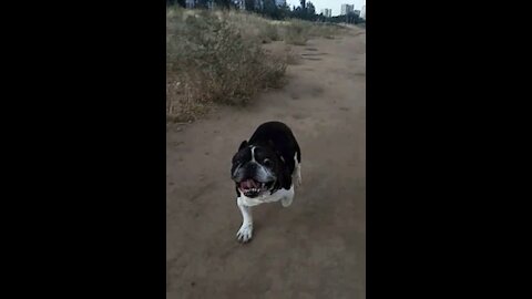 Our, fast as the wind, 12-year-old French bulldog Bob!