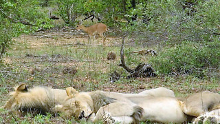 Tiny antelope amazingly risks walking past sleeping lions