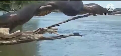 giant snake sunning on top of a tree