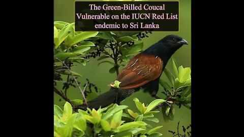 The Green-Billed Coucal | Vulnerable on the IUCN Red List | Atti-Kukula