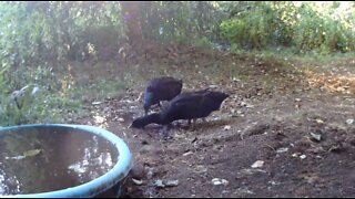 Couple of Cayuga Ducks Loving the Mud