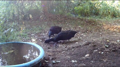 Couple of Cayuga Ducks Loving the Mud