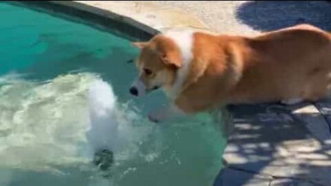 Corgi tenta nadar no ar!