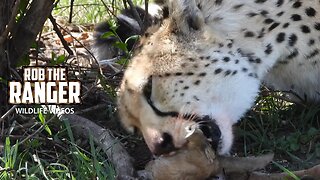 Cheetah Finishes Her Meal | Lalashe Maasai Mara Safari