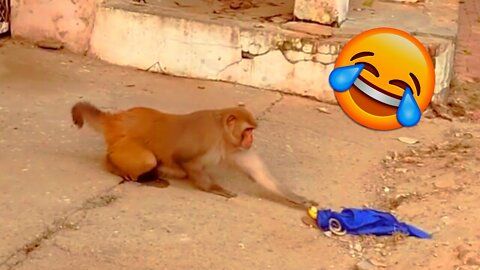 Funny Monkey Prank With Fake Snake || Can&apos;t Stop Laughing 😆😆😃