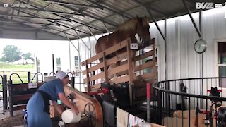 Bizzarro video mostra un cavallo che aiuta nella produzione di gelato