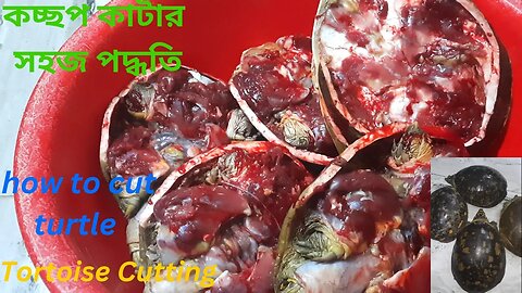 How to cut turtle | How is turtle processed for cooking | কচ্ছপ কাটার সহজ পদ্ধতি | Tortoise Cutting