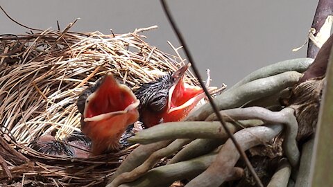 Two baby birds out for sunbathing