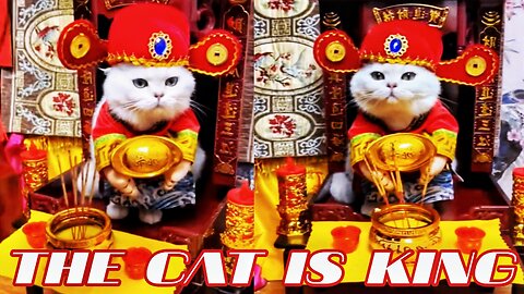 The cat is king 🤴🤴Cats & Kitten 🐱 Funny Cats videos 🐱Pets & Animals🐱