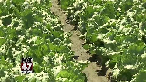 Romaine lettuce warning: CDC urges people not to buy or eat it due to E. coli risk