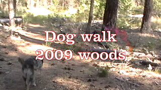 walking dogs in our woods 2009
