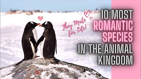 10 Most Romantic Species in the Animal Kingdom