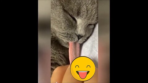 Funny Animal Video