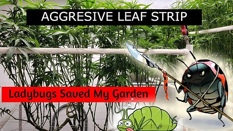 Aggressive Leaf Strip & Defol | Ladybugs For Thrip Control | Day 13 & 15 Flower | Mars vs Mammoth