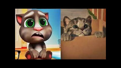 Aww cute cat videos funny