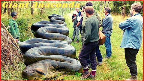 Giant anaconda blocks road and shocks ever