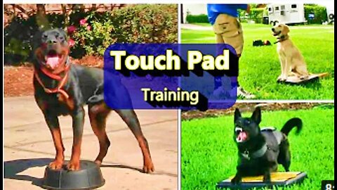 Everyone needs this Dog training skill! Touchpad training