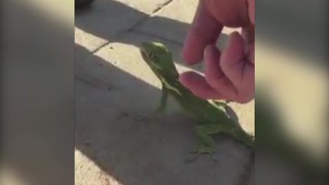 A Man Freaks Out Over A Lizard