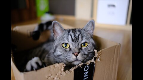 Simple Wild Cat Trap - Wild Cat Trap Using Plastic container