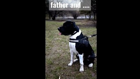 Father and Son #father #son #nature #dogs #dogshorts #viralshorts #fyp