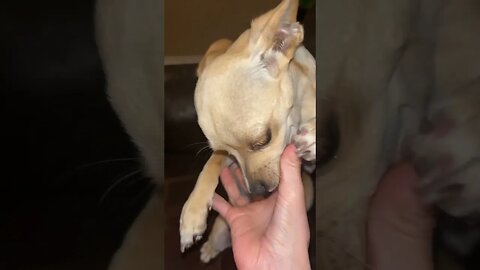 She will lick your hand all day👅 #chihuahuababy #chihuahuapuppy #chihuahua #funnydogvideos #funny