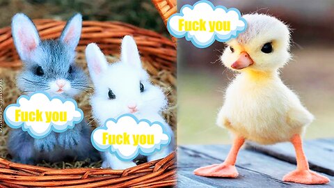 Cute chicks vs cute bunnies | Cute chicks | Cute animals