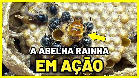 Se a abelha rainha não fizer isso a colônia chegará ao fim 😲🐝