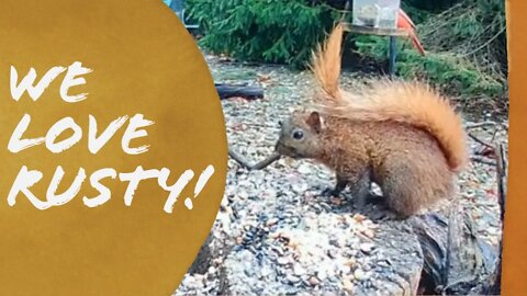 Rusty - Our Mysterious Red-colored Squirrel Visits the Feeder