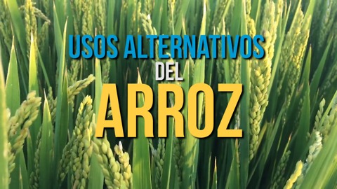 Usos Alternativos Del Arroz