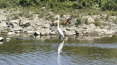 White Egret fishing off of a cormorant dive