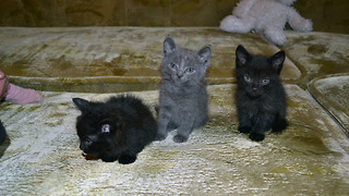 Three cute kittens