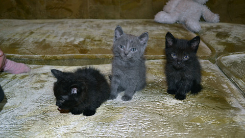 Three cute kittens