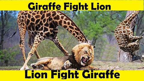Lion Attack Giraffe. Giraffe vs Lion Fight. (Tutorial Video )