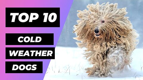 TOP 10 Best Cold-Weather Dog Breeds: How to Choose a Snowy Companion? | 1 Minute Animals