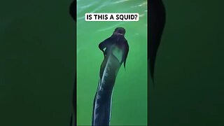 Is This a Squid??