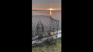 Carolina Blue Crab / Sunset