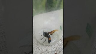 Giant Asian Jungle Hornet! #hornets #wasps #hornet #creepy #animals