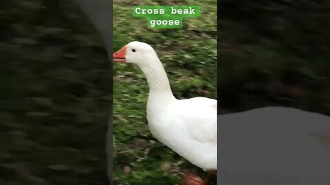 Niles our cross beak goose (gander) #geese #freerange #crossbeak