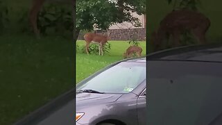 Two Doe's and a Faun grazing during a thunderstorm, July 2, 2023.