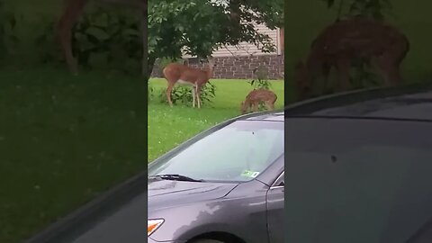 Two Doe's and a Faun grazing during a thunderstorm, July 2, 2023.