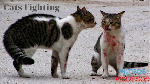 Angry Cat - Street Fighting Cats