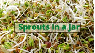 How to grow organic sprouts at home