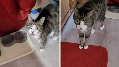 Cat Learns How To Say 'I Love You' For Treats