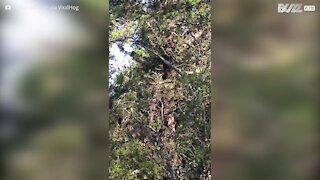 Usa: serpente gigante si arrampica su un albero