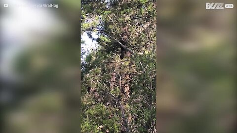 Usa: serpente gigante si arrampica su un albero
