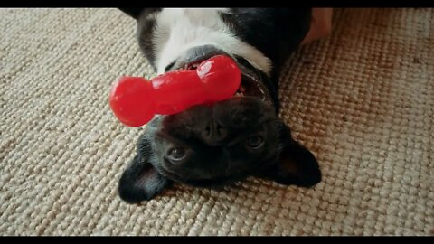 Cute playful french bulldog in living room44