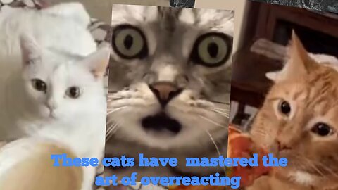 These cats have mastered the art of overreacting 😹