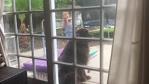 Huge Newfoundland guard dog is ready for action