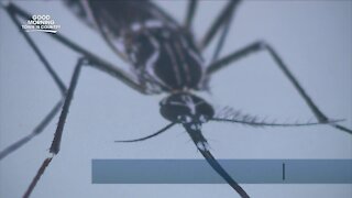 New mosquito management program launching in Town 'N Country
