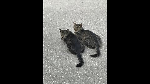 Russian road cats